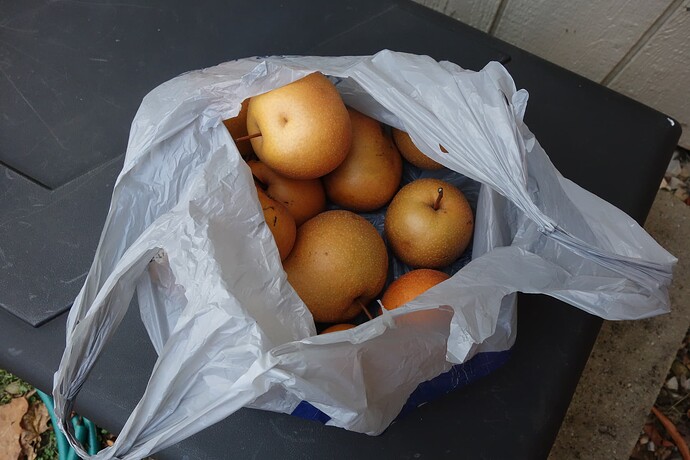 Korean Giant 11.2.25 (5)