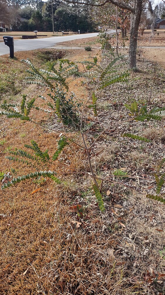 IMG_20251209_111516905_HDR