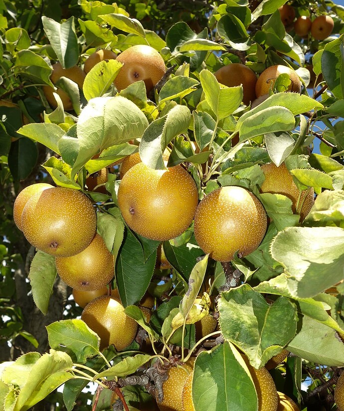 Raja Asian Pear 9.2.25 (5)