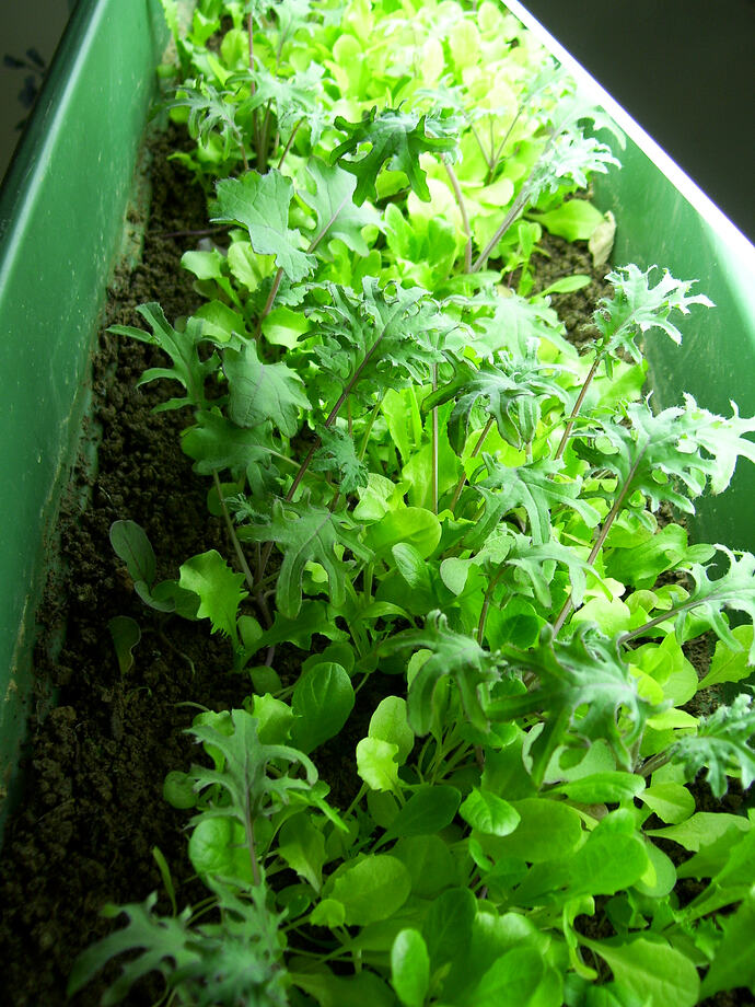 grow rack for microgreens 2008- 2009  (4)