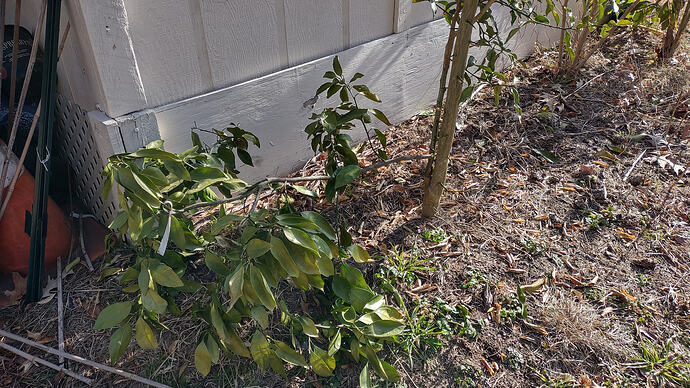 IMG_20260128_094538247_HDR