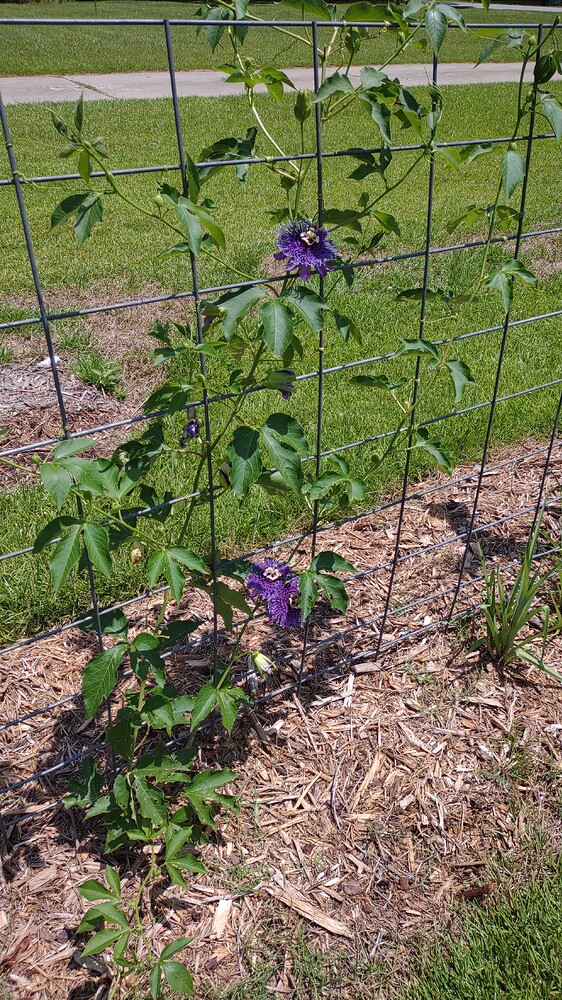 IMG_20250707_123641148