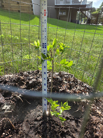 Smaller Root Sucker