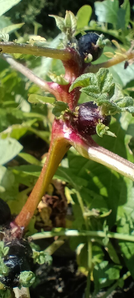 IMG_20250709_094939850