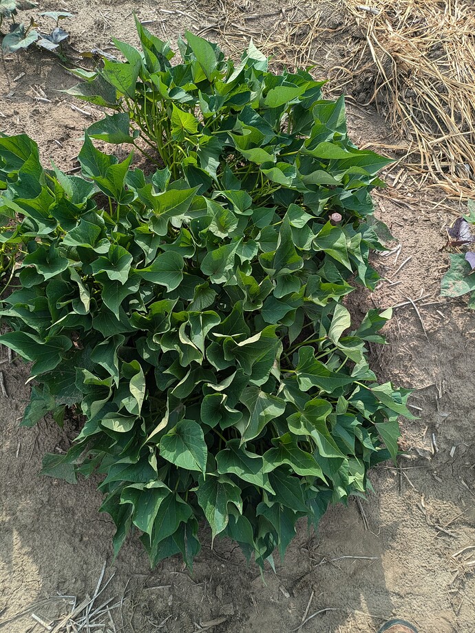 PXL_20250718_224900856