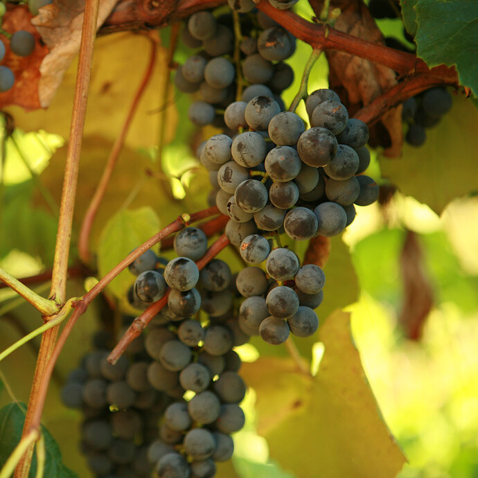 double-a-vineyards-conseedless3-grapevines_855f7143-473b-47d6-ae77-d5b9850ab770