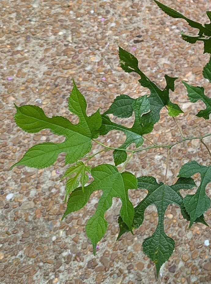 PXL_20250608_160424280.MP~3