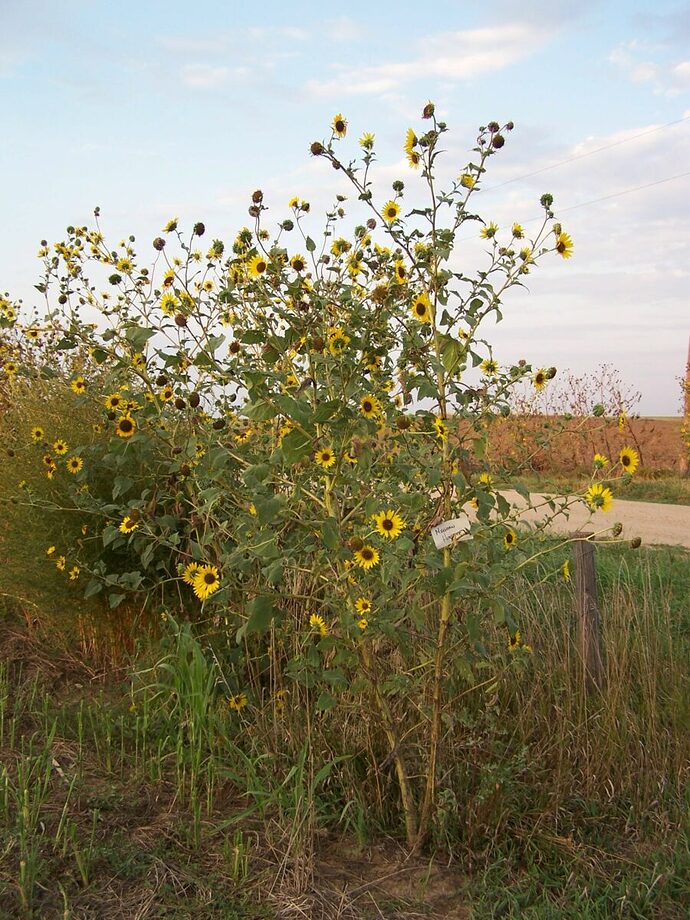 common-sunflower-C-900x1200