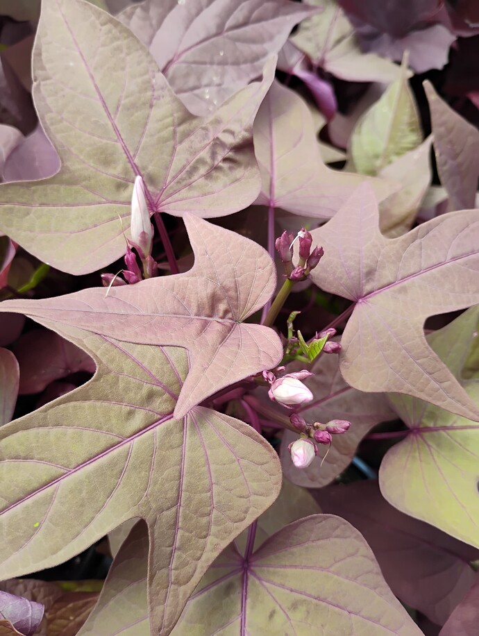 IMG_20250630_152358341