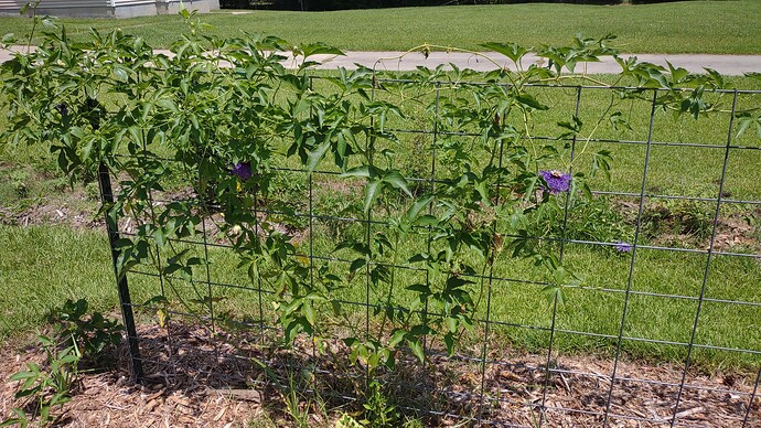 IMG_20250707_123658583