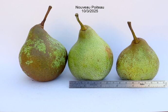Nouveau Poiteau10-3-2025RS