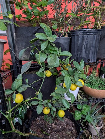 PXL_20251111_001807231