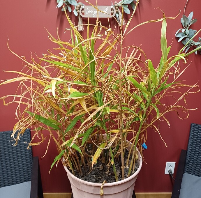 Screenshot_20251108_213259_Gallery