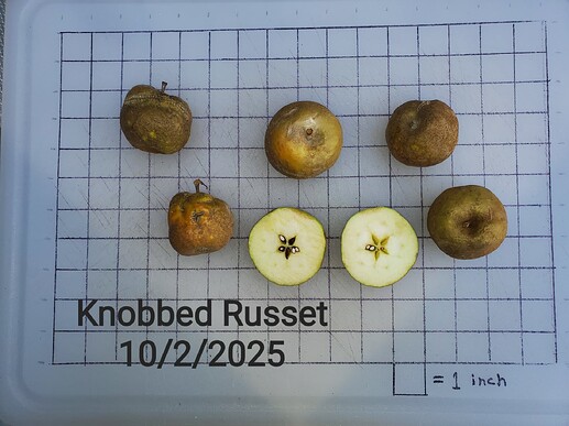 Knobbed Russet 10-2 b