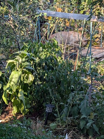 PXL_20251014_191917361