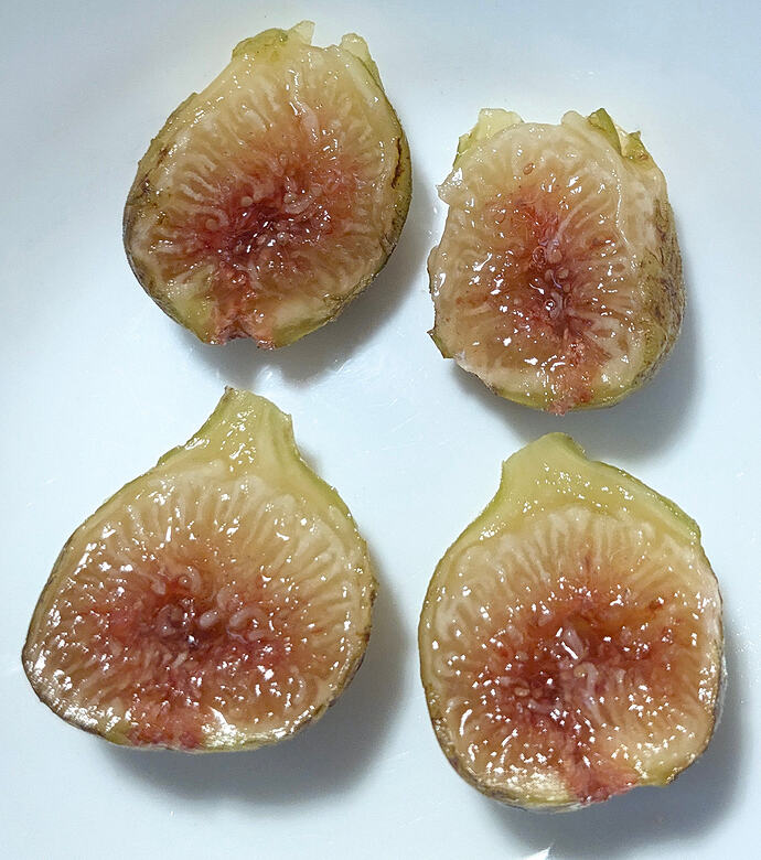 Campaniere Figs