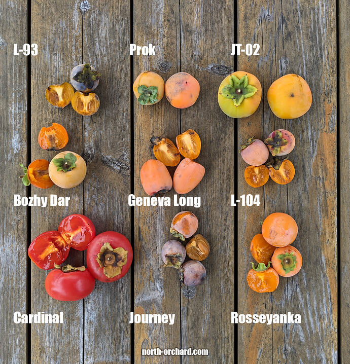 Persimmon mix_cut_2026