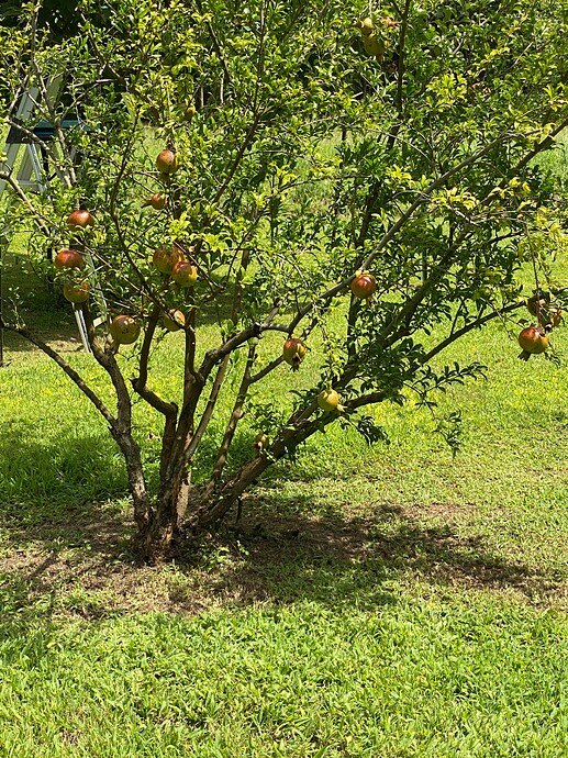 Granada from cutting