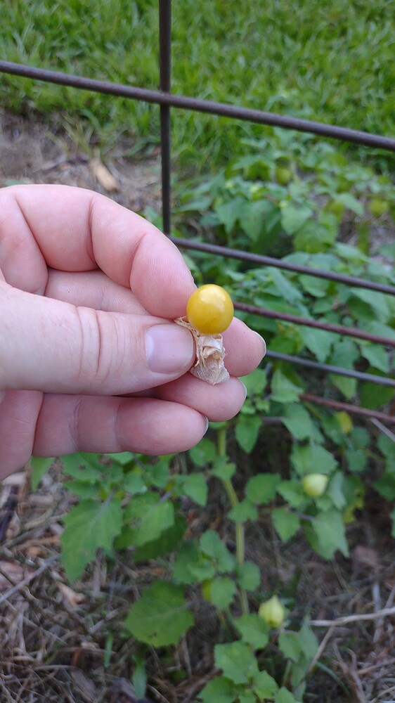 IMG_20250728_183745230