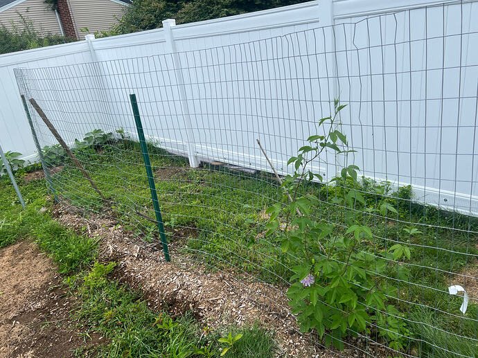 PF_trellis_07-30-2026
