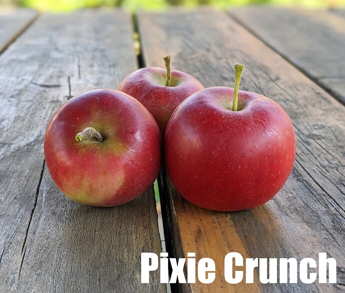 Pixie Crunch_2025