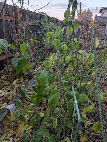 PXL_20251111_001313221