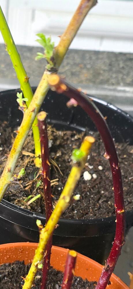 Screenshot_20260318_163754_Photos