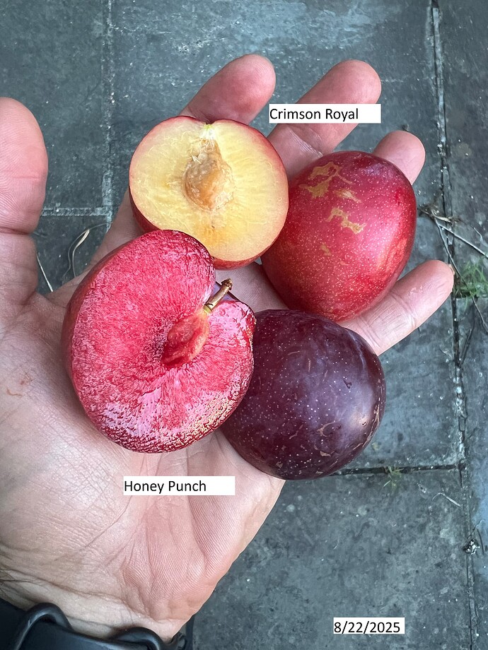 Pluot_08-22-2025