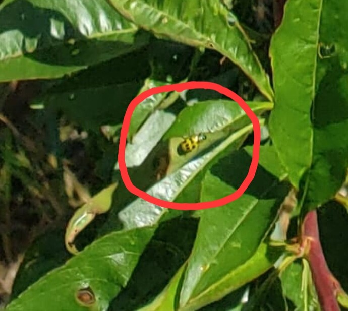 Screenshot_20250926_201410_Brave