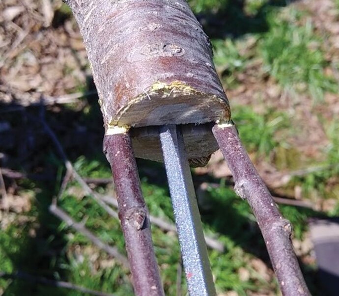 cleft-grafting-apple-trees-scionwood-mutiple-apples-on-one-tree-ftimg