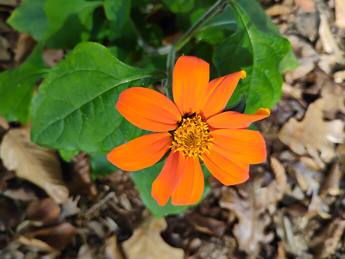 tithonia.