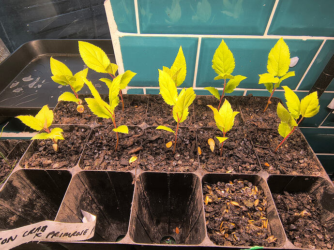 IMG_20260306_080626354_HDR