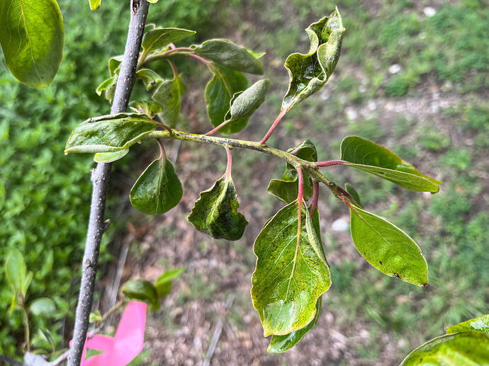 Rosseyanka leaves 6-1-26 - #2