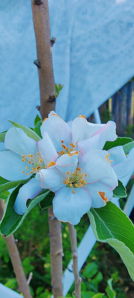 IMG_20260325_0840451