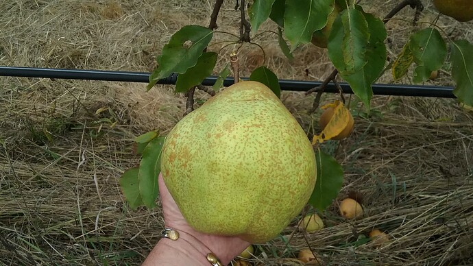 Mishirasu Giant 2017 2