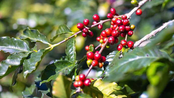 A branch under full sun features glossy, dark green leaves and clusters of plump, red 'cherries'.