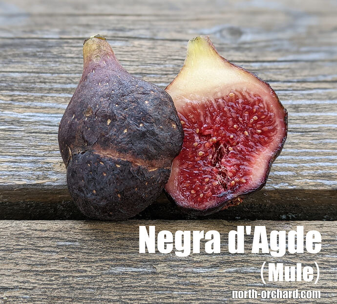 Negra d'Agde_Mule_2026