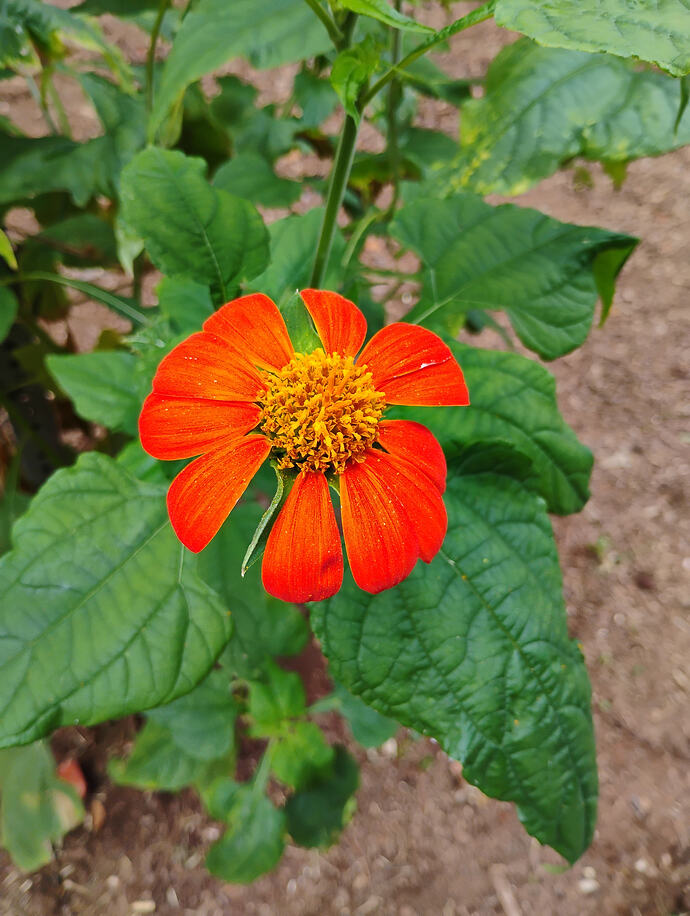 tithonia