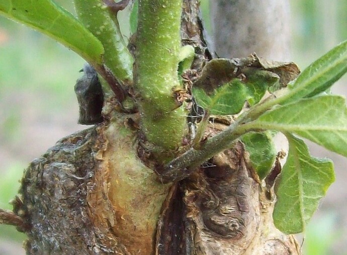 detail shoot formation 3