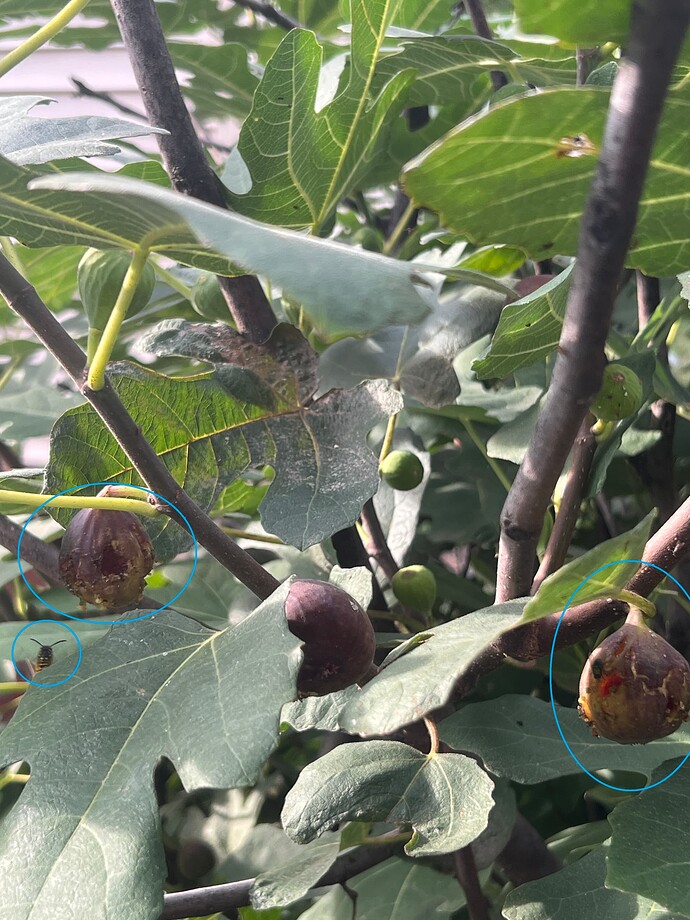 Damaged_Figs_09-29-2025