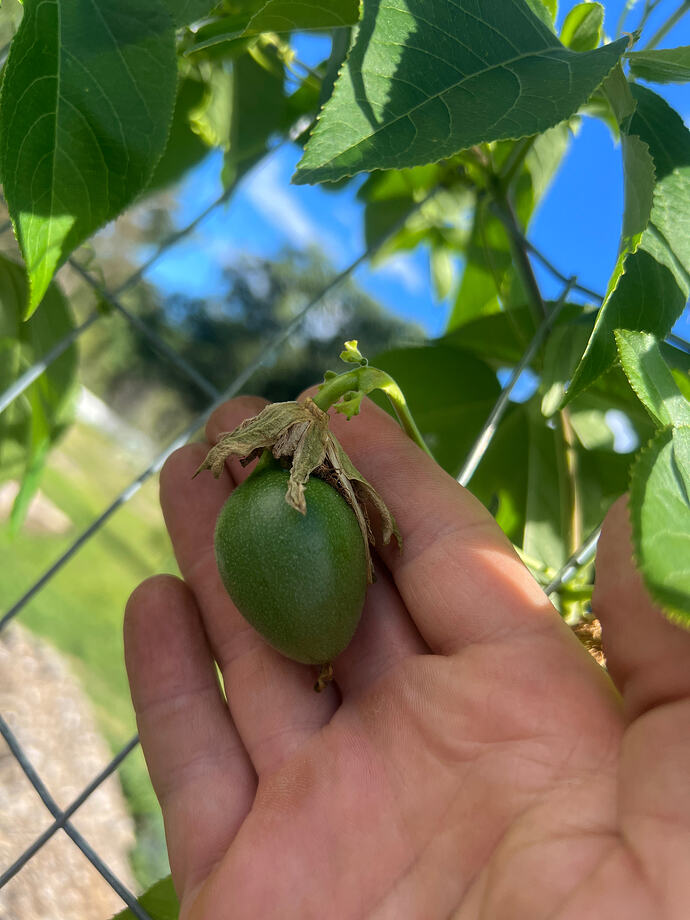Passionfruit_07-25-2026