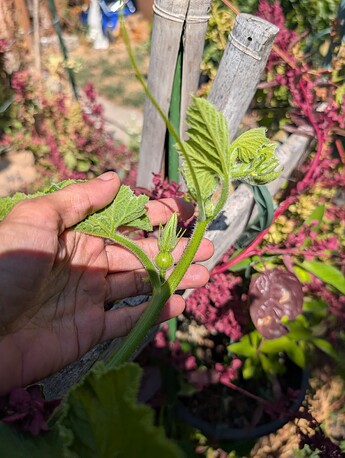 PXL_20250724_214209494