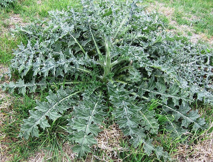 Bull-Thistle-1141532922