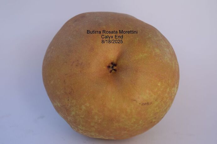 BRM CALYX 8-18-2025RS