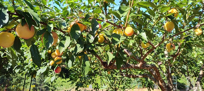 IMG_20250803_171418335_HDR