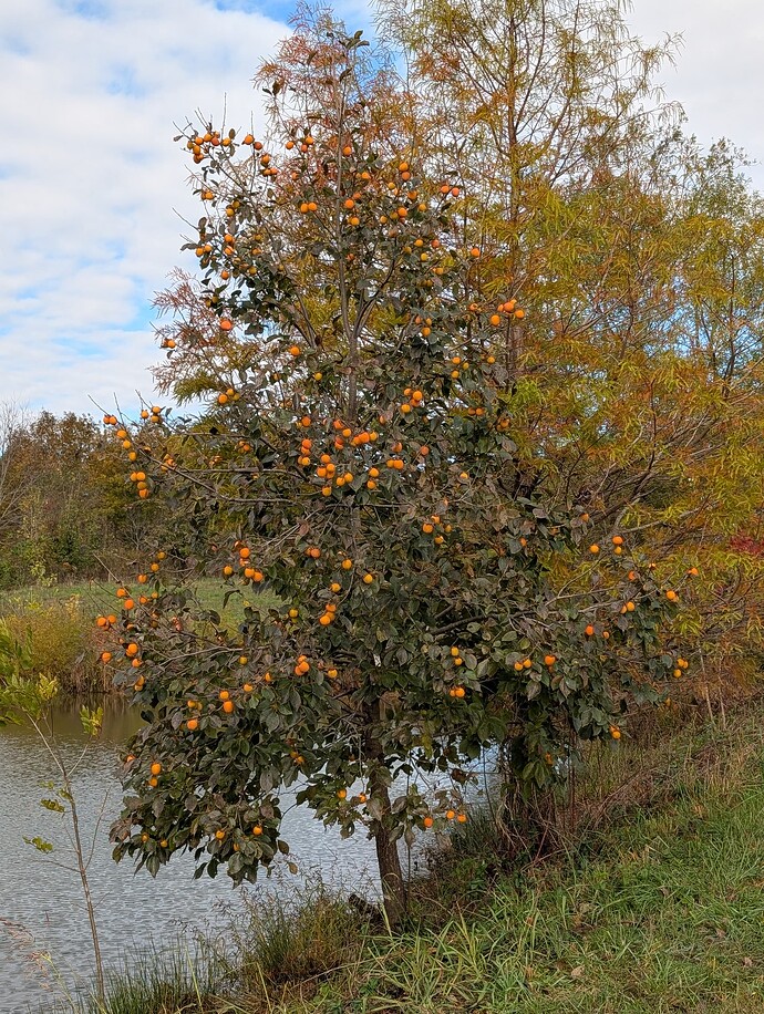 PXL_20251030_151651428.MP