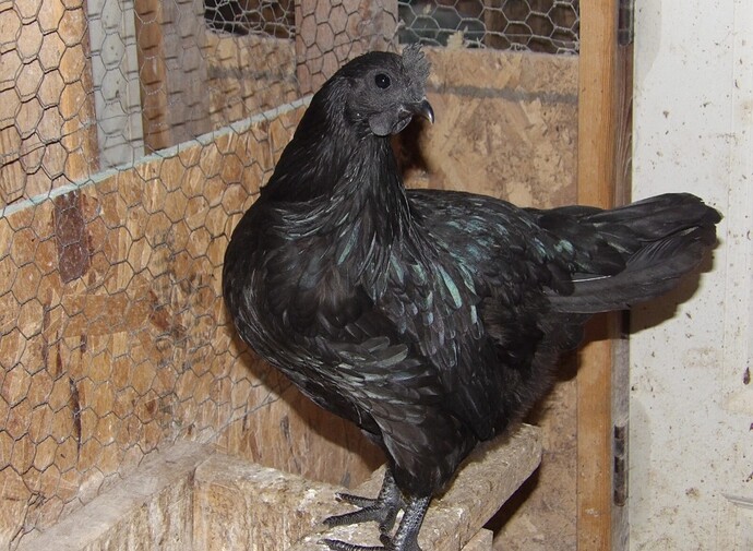 Screenshot_20260217_022146_eBay