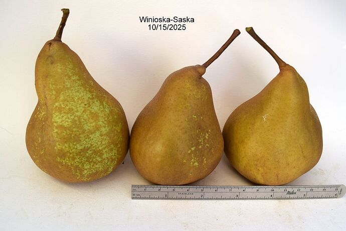 Winioska-Saska10-15-2025RS