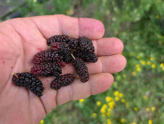 Corral mulberry
