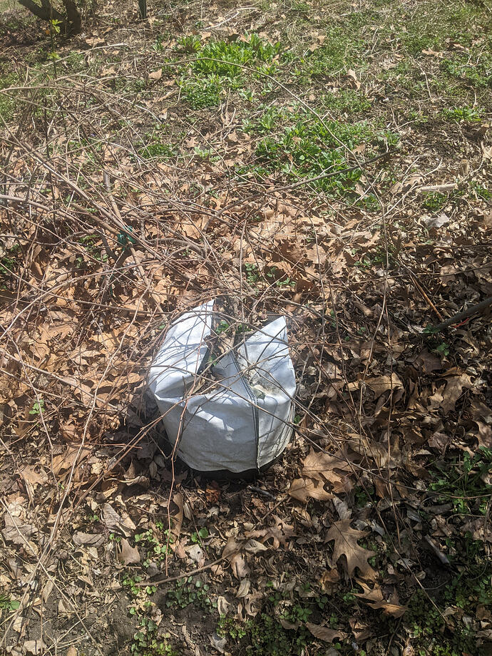 PXL_20260331_165305711.MP